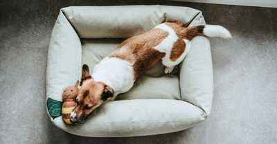 IS YOUR DOG BORED AT HOME? YOU WILL EASILY ENTERTAIN HIM WITH THESE TIPS!