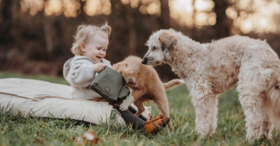 DOGS AND GREY HAIR: A SIGN OF AGING OR SOMETHING ELSE?