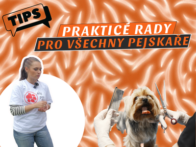 EPISODE 57 OF THE SMECKA PODCAST: Claws, fur, ears and insurance: practical advice for all dog owners