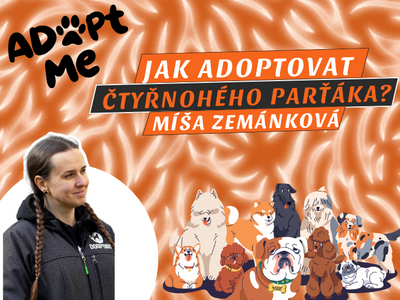 EPISODE 64 OF THE SMECKA PODCAST: Behind the scenes of Dogpoint – a chance for hundreds of abandoned dogs
