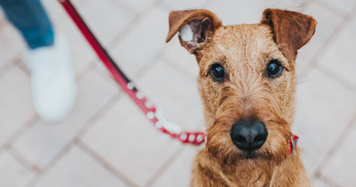 RECIPES FOR HOMEMADE DOG TREATS