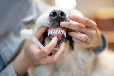 DENTAL HEALTH OF DOGS IS THE KEY TO A LONG LIFE