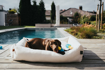 DOG AT THE POOL: WHAT TO LOOK OUT FOR?