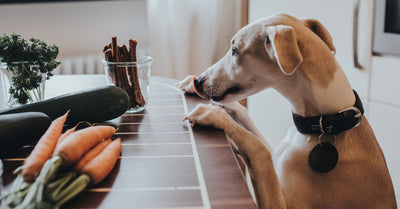 5 DELICIOUS RECIPES FOR HOMEMADE DOG TREATS