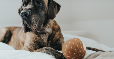 INCREDIBLY SENSITIVE DOG SNOUT. CAN IT DETECT CANCER?