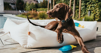 PRACTICAL TIPS TO COOL YOUR DOG DOWN DURING SUMMER