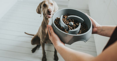 HOW TO CHOOSE THE RIGHT DRY FOOD. QUICK GUIDE FOR DOG OWNERS