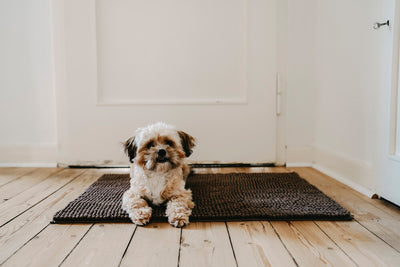 TIPS AND TRICKS FOR CLEANING DOG PEE STAINS FROM THE CARPET