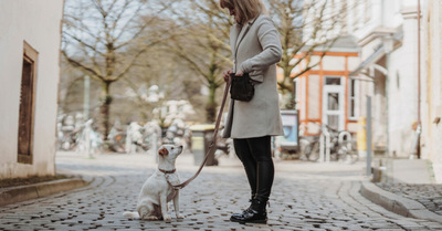 CALMING SIGNALS - THE BASICS OF DOG COMMUNICATION THAT EVERY DOG OWNER SHOULD KNOW