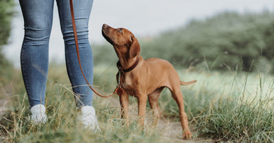 ANOTHER DOG SUPER POWER: DID YOU KNOW DOGS USE MAGNETIC FIELDS FOR ORIENTATION?