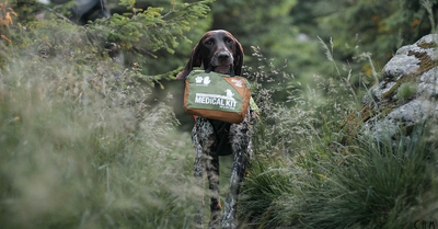 WHAT SHOULD BE IN A DOG'S MEDICAL KIT?