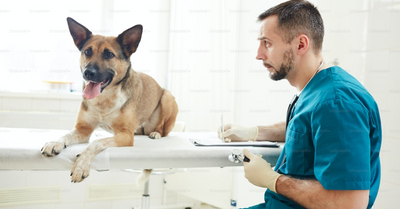 WHAT SHOULD YOU ASK YOUR VET?