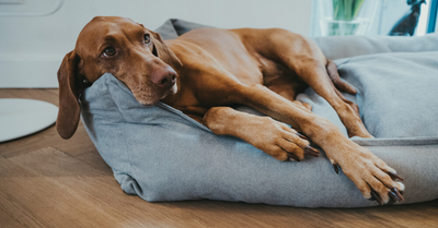 DOG RETIREMENT - HOW TO TAKE CARE OF A SENIOR DOG?