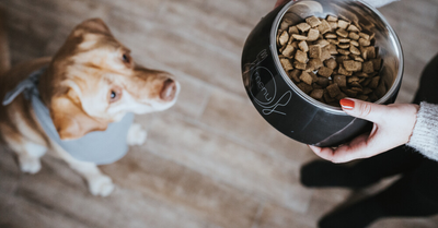 WHAT TO THINK ABOUT WHEN CHOOSING DOG TREATS