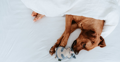 PROS AND CONS OF SLEEPING WITH YOUR DOG IN YOUR BED