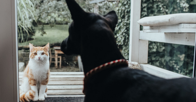 CAT AND DOG IN A PEACEFUL CO-EXISTENCE. HOW TO MAKE IT WORK?