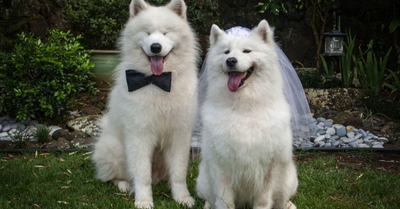 DOG AT THE WEDDING! DO YOU KNOW ALL THE PROS AND CONS?