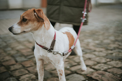 WHAT TO DO WHEN YOUR DOG STILL PULLS ON THE LEASH?