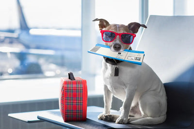 DOG AND THE PLANE! EVERYTHING YOU SHOULD KNOW ABOUT FLYING WITH A DOG