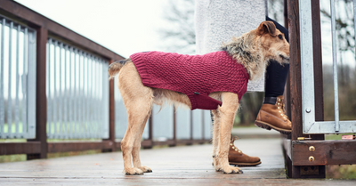 KEEP YOUR PET DRY AND WARM: PRACTICAL AUTUMN CLOTHES FOR DOGS