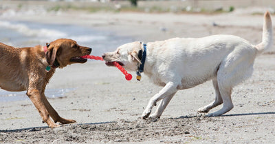 BEHAVIOR RULES IN THE DOG PARKS