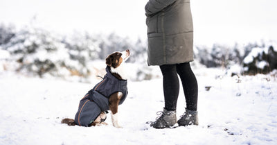 DO DOGS NEED SHOES IN WINTER?