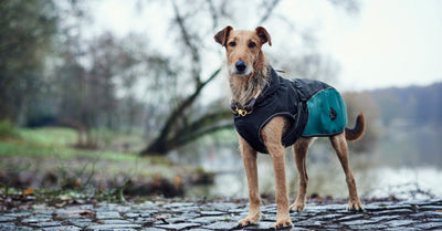 HOW DO YOU KNOW WHEN YOUR DOG NEEDS WINTER CLOTHES?