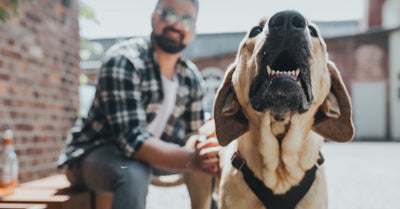 THE MOST INTERESTING PODCASTS FOR DOG LOVERS