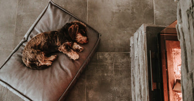 INTERESTING FACTS ABOUT DOG SLEEP: DID YOU KNOW THIS?