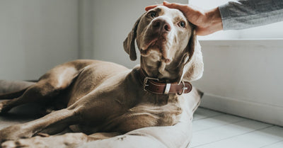 WHAT TO DO IF THE DOG HAS SEPARATION ANXIETY?