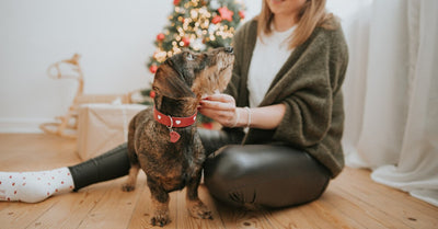 HOW TO ENSURE THAT YOUR DOG HAS CHRISTMAS WITHOUT UNNECESSARY STRESS?