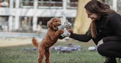 TRAINING WITH A PUPPY: WHEN TO START AND WHAT TO TAKE WITH YOU?