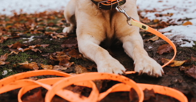 GIVE YOUR DOG FREEDOM ON A TRACKING LEASH