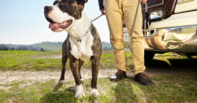 THE HOLY TRINITY OF COMMANDS THAT CAN SAVE YOUR DOG'S LIFE