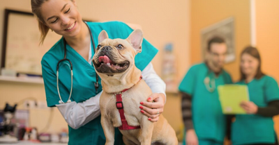 TIPS AND TRICKS TO HANDLE YOUR DOG'S VISIT TO THE VET WITHOUT UNNECESSARY FEAR