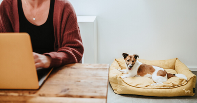 WHY CONVINCE YOUR BOSS TO BRING YOUR DOG TO WORK?