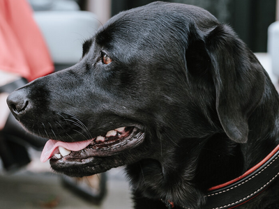 How to improve your pet's dental and gum health with natural curd treats from QCHEFS