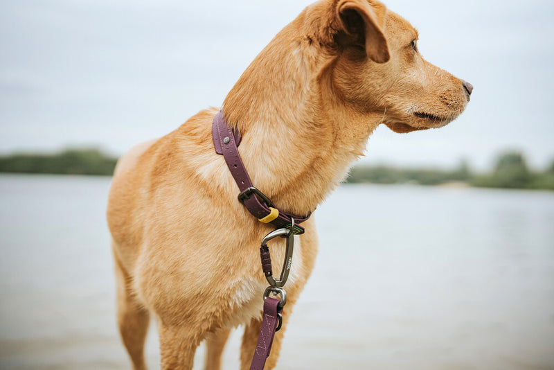 HAVANNA collar - blackberry