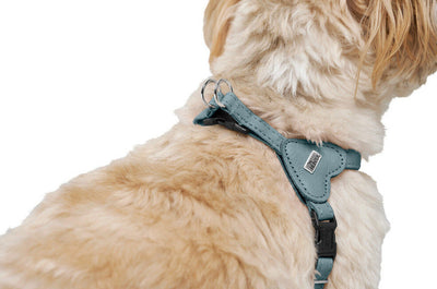 SOHO MINI harness - light blue