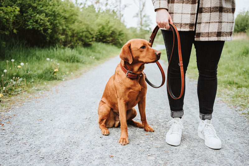 CANADIAN UP adjustable leash - cognac/black