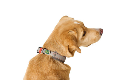 HAVANNA collar - gray-beige
