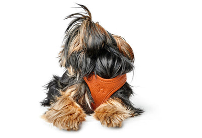 HILO leather harness - orange