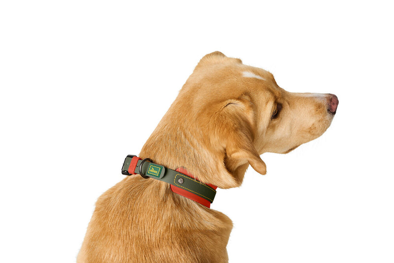 HAVANNA collar - green/orange