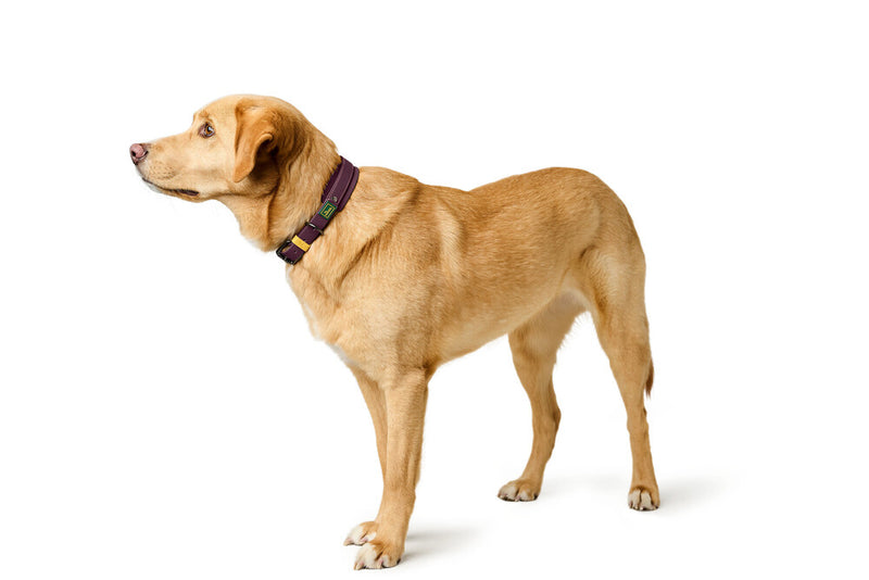 HAVANNA collar - blackberry