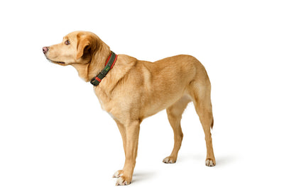 HAVANNA collar - green/orange