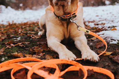 CONVENIENCE tracking leash 5m - orange