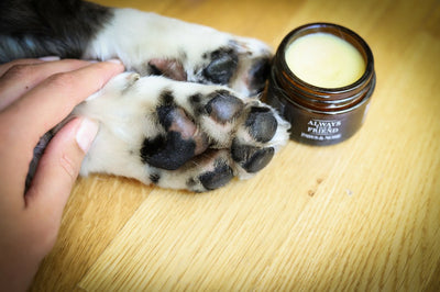 AYF Paw and Snout Balm