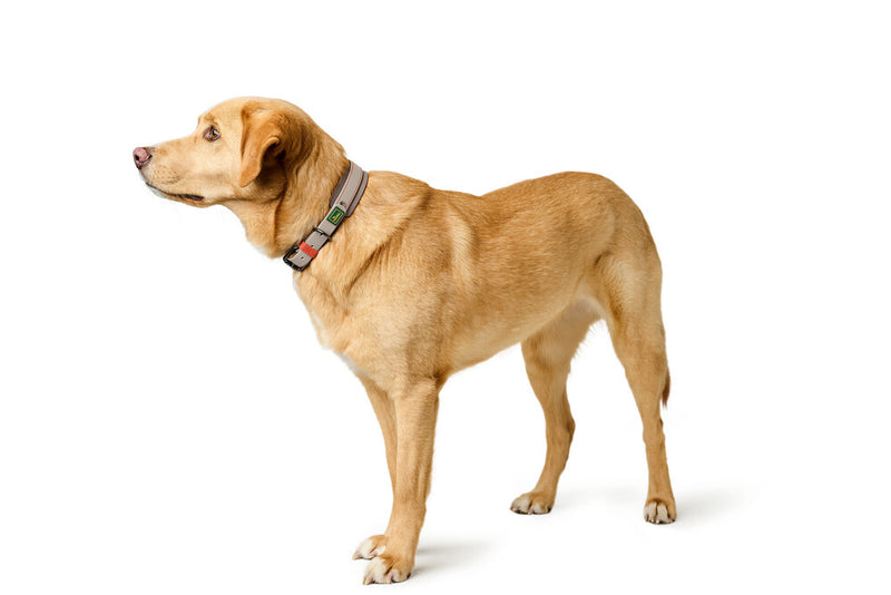 HAVANNA collar - gray-beige