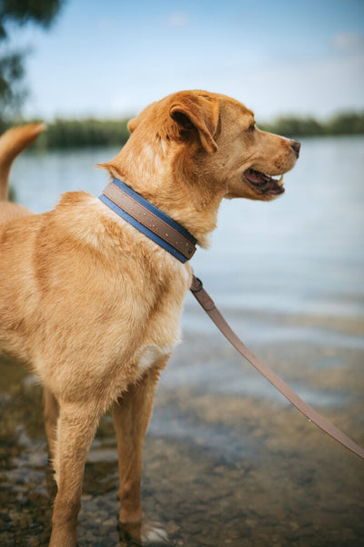 HAVANNA adjustable leash - slate/blue