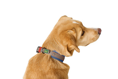 HAVANNA collar - slate/blue